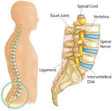 Which organs are in the right upper quadrant? Herniated Disk In The Lower Back Orthoinfo Aaos