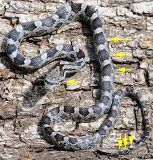 The Black Rat Snake Is A Good Snake But The Juveniles Are Mistaken For Poisonous Snakes Becasue Most People Think They Are Always Al Rat Snake Black Rat Snake