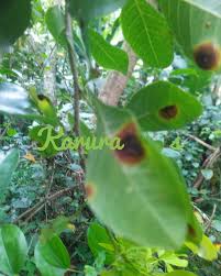 Image result for Searsia natalensis