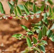 Image result for Phyllanthus maderaspatensis