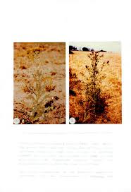 Image result for Berkheya bipinnatifida