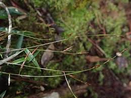 Image result for Poecilostachys