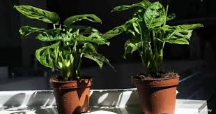 For all its delicate beauty, growing monstera adansonii is fairly straightforward. Monstera Adansonii Care Growing Monstera Friedrichsthalii Plant