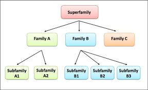 What Are Protein Families Protein Classification