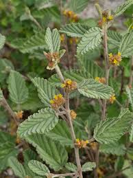 Image result for Waltheria