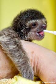 Feeding Baby Sloth Cute Baby Sloths Cute Sloth Pictures Sloth Lovers