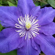 Image result for Clematis dolichopoda