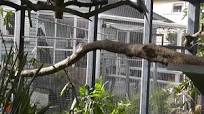 Large Aviary. Walk in Aviary Overview, Construction, Plantings, Birds @  Cockatiel Companion