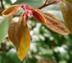 Image result for Cryptocarya transvaalensis