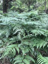 Image result for Cyatheaceae