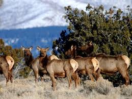 Maybe you would like to learn more about one of these? Rookie Elk Hunting Mistake Look Before You Eat