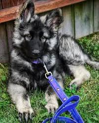 Herding, performance and service dogs are all our specialty. 27 Shiloh Shepherd Imladris Last Winter S Moon Aka Ravyn Ideas Shiloh Shepherd Shiloh Shepherd