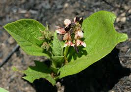 Image result for Eriosema chrysadenium