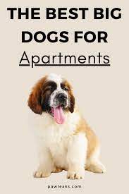 The Best Big Dogs For Apartments By Rottweiler Owner In 2021 Best Big Dogs Big Dogs Large Dog Breeds