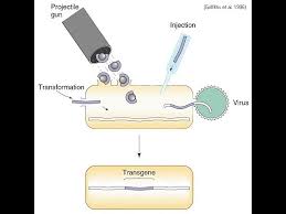 Maybe you would like to learn more about one of these? Transformation Of Host Cells Amrita University Youtube