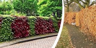 Image result for Živý plot z habru