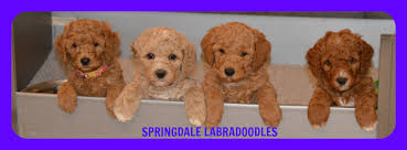 Maybe you would like to learn more about one of these? Springdale Labradoodles Of Greensboro North Carolina 7701 Wonder Drive Greensboro Nc 27409 Yp Com