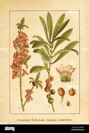 Image result for Daphne mezereum
