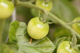 Gestern gesehen, bei mir haben die ersten angefangen rot zu werden. á… Tomaten Werden Nicht Rot Warum Trotz Sonne 4 Grunde