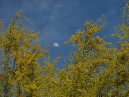 Flowering trees that grow in arizona. Best Shade Trees To Plant In Phoenix Lawnstarter