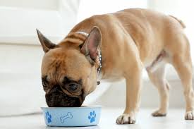 That is why we address this issue, because many times it is índice de contenidos. Dog Food Allergies Hypoallergenic Dog Food Hill S Pet