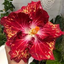 Mahalo Hurley Ohana Hurley Pacificcity Hurley For All The Aloha Mahalo Everyone Who Came Near And Far To Meet Me I Was Blo Hibiscus Flowers Flower Artists