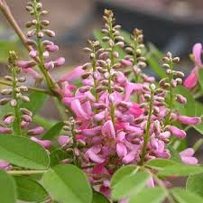 Image result for Indigofera wentzeliana