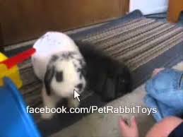 For the holland i searched tort holland lop and the mini lop i did chestnut mini lop. Mini Lop Vs Holland Lop Rabbit Rabbit Types Series Youtube Mini Lop Rabbit Types Holland Lop