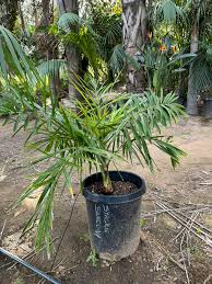 Image result for Syagrus