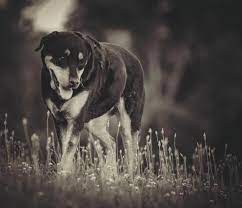 Brownsburg animal clinic is headquartered in brownsburg, indiana. Pet Clinic Of Brownsburg Brownsburg In 46112