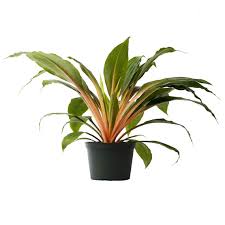 Image result for Chlorophytum Amaniense