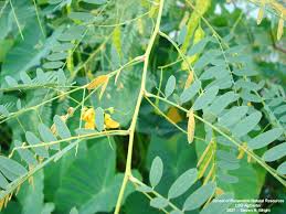 Image result for Sesbania brevipedunculata