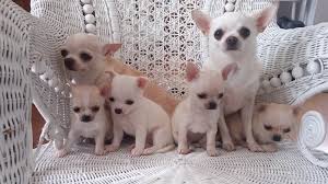 White paws teacup chihuahua dog rescue inc. Teacup Chihuahua Rescue
