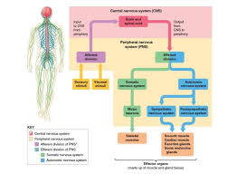 Enables voluntary actions to be undertaken due to its. Module 6 Nervous System Ans Diagram Quizlet