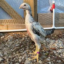 We hope you enjoy your visit to our site please check back with us again as we are building our site so we will be adding pictures and. Malay Chicken Eggs Height Size And Raising Tips
