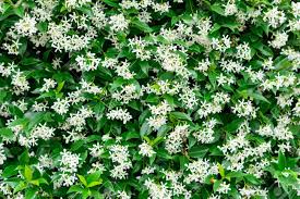 We did not find results for: Jasmine Experts S O S Page 1 Perfume Selection Tips For Women Fragrantica Club