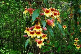 Image result for Bignonia capreolata