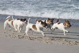 Kolonnade pets boutique pet shops & pet requisites. Pet Boutique Sherwood Garden Centre Home Facebook