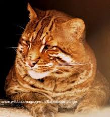 Their habitat is becoming increasingly fragmented by oil palm. Asian Golden Cat Pardofelis Temminckii Wild Cats Magazine