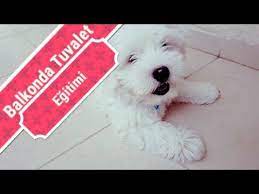yavru kopek balkonda tuvalet egitimi maltese terrier kaka balkonda kopek beslemek youtube kopek yavru kopek egitim