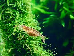 Pet Shrimp: Guide for care, tank setup, feeding, and breeding pet shrimp in  your aquarium Pet Shrimp Overview: - The Shrimp Farm