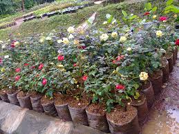 Tidak heran jika anda akan memberikan banyak inovasi tanaman hias daun bisa anda dapatkan dengan membelinya di garden space atau membeli bibitnya secara online. Jual Tanaman Hias Online Murah Jual Tanaman Hias Murah Tukang Taman Tukang Kolam Minimalis