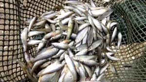 Commercial fishing has done a lot of damage by overfishing and by trawling with huge nets that can catch everything, including fish too small to sell fish are an important source of protein that can be eaten raw, as in japanese sashimi , or kept for future use by being pickled, as in pickled herring, by. Small Fish In A Fishing Net Video By C Ludovikus1 Stock Footage 57017433