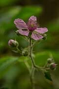 Image result for Rubus kirungensis
