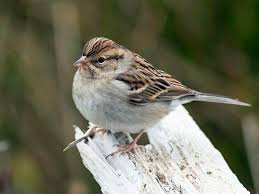 Identification Blue Bird Eggs With Brown Spots Chipping Sparrow Identification All About Birds Cornell Lab Of Ornithology With Images Birds Ornithology Backyard Birds