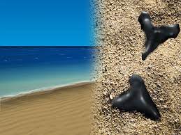 Maybe you would like to learn more about one of these? How To Find Shark Teeth 14 Steps With Pictures Wikihow