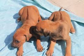 Maybe you would like to learn more about one of these? Rhodesian Ridgeback Puppies For Sale Find Me A Pet