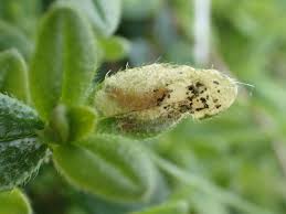 Image result for Mompha miscella