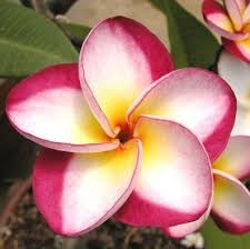 Pin On Plumeria Flowers