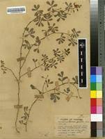 Image result for Tephrosia radicans